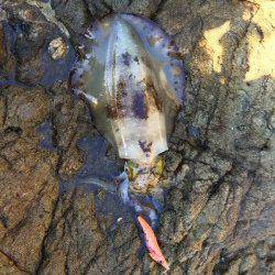 湯浅広港　寒波前のエギングでアオリイカ4ハイ