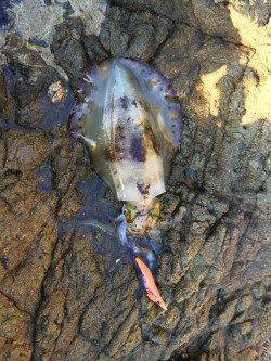 湯浅広港　寒波前のエギングでアオリイカ4ハイ