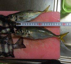 大阪南港周辺でサビキで晩御飯のアジを調達　毎投1匹ペースで釣れました