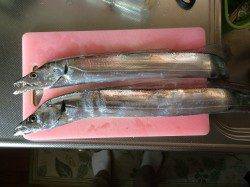 コスモでタチウオワインド　6時過ぎに当たり2回、時合は短かったです