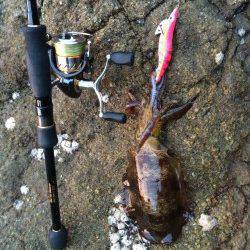 朝間詰め狙いで三尾周辺へ　薄明るくなってから時合突入、アオリイカ8杯