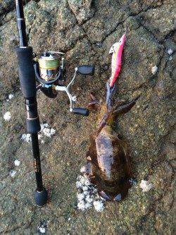 朝間詰め狙いで三尾周辺へ　薄明るくなってから時合突入、アオリイカ8杯