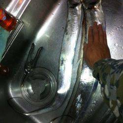 ショアジギングタックルでワインド、お見事メーターオーバー！