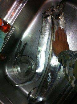 ショアジギングタックルでワインド、お見事メーターオーバー！