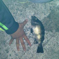 洲本でワームゲーム　26cmの良型メバルが！