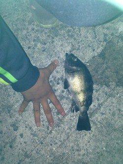 洲本でワームゲーム　26cmの良型メバルが！