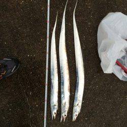 鳴尾浜　ワインドでタチウオ、明るくなり始めた6時過ぎにHIT