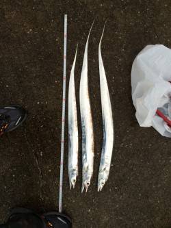 鳴尾浜　ワインドでタチウオ、明るくなり始め…