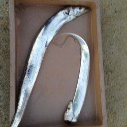 本荘人工島でワインド　2年ぶりの太刀魚GET