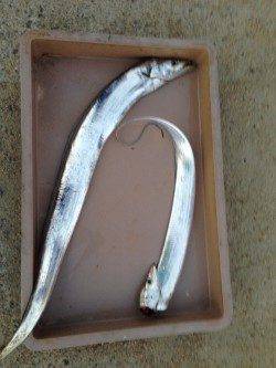 本荘人工島でワインド　2年ぶりの太刀魚GET