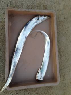 本荘人工島でワインド　2年ぶりの太刀魚GE…