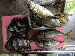 大阪南港周辺でサビキで晩御飯のアジを調達　毎投1匹ペースで釣れました