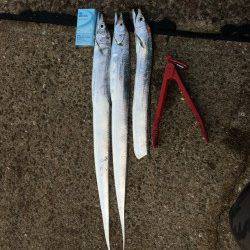 鳴尾浜　ワインドでタチウオの釣果