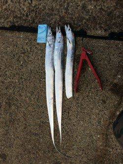 鳴尾浜　ワインドでタチウオの釣果