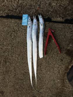 鳴尾浜　ワインドでタチウオの釣果