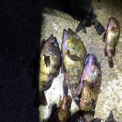佐野漁港　ウキ釣りでガシラ・メバル・小チヌ数出ました