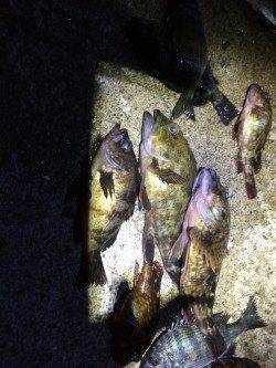 佐野漁港　ウキ釣りでガシラ・メバル・小チヌ数出ました