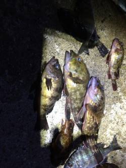 佐野漁港　ウキ釣りでガシラ・メバル・小チヌ…