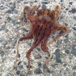 小橋　朝一から波止にてエギング　波、風がひどくタコちゃん一匹のみ