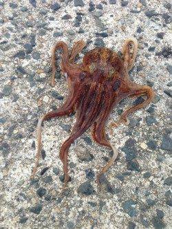 小橋　朝一から波止にてエギング　波、風がひどくタコちゃん一匹のみ