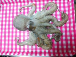 久美浜　2夜連続のオクトパッシング釣行☆