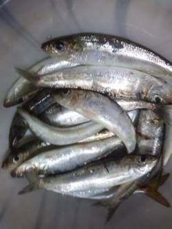 マリーナ付近でイワシの大群を確認！大漁でし…