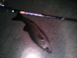 大阪南港アジング　ミニシーバスとミニチヌの…