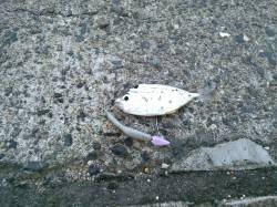 河口の近くの漁港でメッキ狙い　アジとサバが…