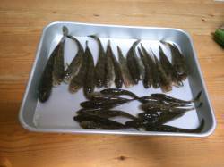 舞鶴の小さな川の河口で見えハゼ釣り