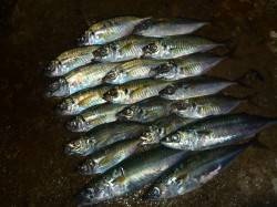 大阪南港　ナイトアジングでアジ17尾の他2…