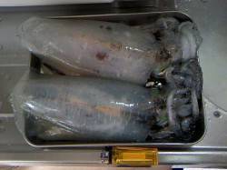 千田漁港エギングでアオリイカ620g&am…