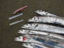 大阪南港　ワインドでタチウオ6匹　アタリは…