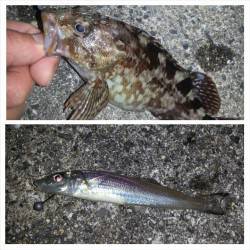 舞洲　ジャンボアジを求めてアジング釣行