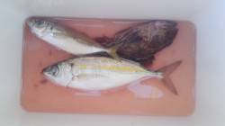 観音崎常夜灯にエントリー　最近アジのアタリ…