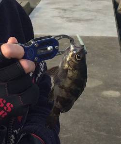 深夜1時から小島漁港にエントリー　夜にカマ…