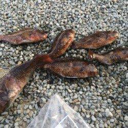 渡船を利用してホンダワラでイガミ釣り