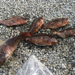 渡船を利用してホンダワラでイガミ釣り