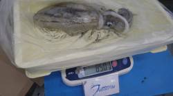 みなべ堺堤防、ヤエン釣りでアオリイカ