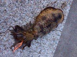 泉佐野　エギングのアオリイカはサイズも満足