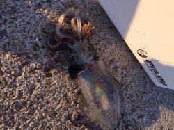 泉佐野エギングでアオリイカ　ゆっくりテンポのダートでゲット！