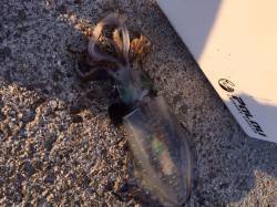 泉佐野エギングでアオリイカ　ゆっくりテンポ…