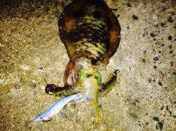 蒲入にて胴長23センチのアオリイカ　まだまだエギングシーズン！