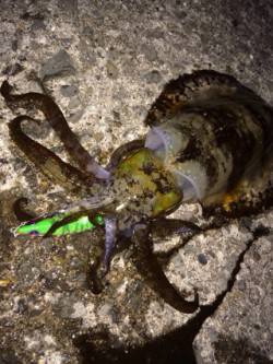 泉南エギング調査　シャローエリアの藻が多い…