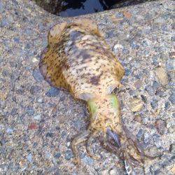 泉佐野　エギングのアオリイカはサイズも満足