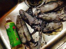 蒲入にて胴長23センチのアオリイカ　まだまだエギングシーズン！