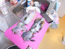 泉南エギング調査　シャローエリアの藻が多いポイント攻め連続ヒット！