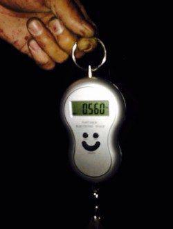 蒲入にて胴長23センチのアオリイカ　まだまだエギングシーズン！