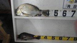 田辺・天神崎にて、フカセでヘダイ&コロダイ