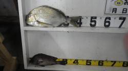 田辺・天神崎にて、フカセでヘダイ&…