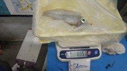 みなべ一本松でのエギング釣果　キロアップもでています